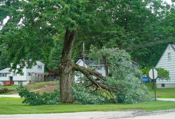 Best Tree Disease Treatment  in Blowing Rock, NC