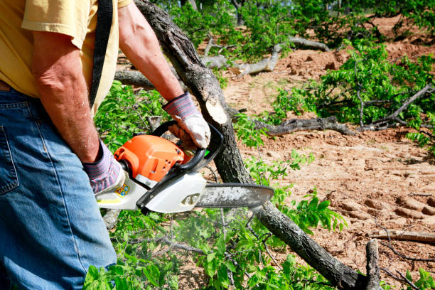 Best Fruit Tree Pruning  in Blowing Rock, NC